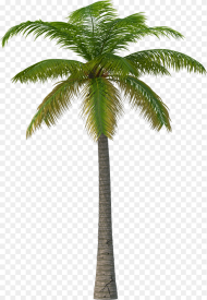 Palm Tree Png Image Martin Garrix Feat Macklemore