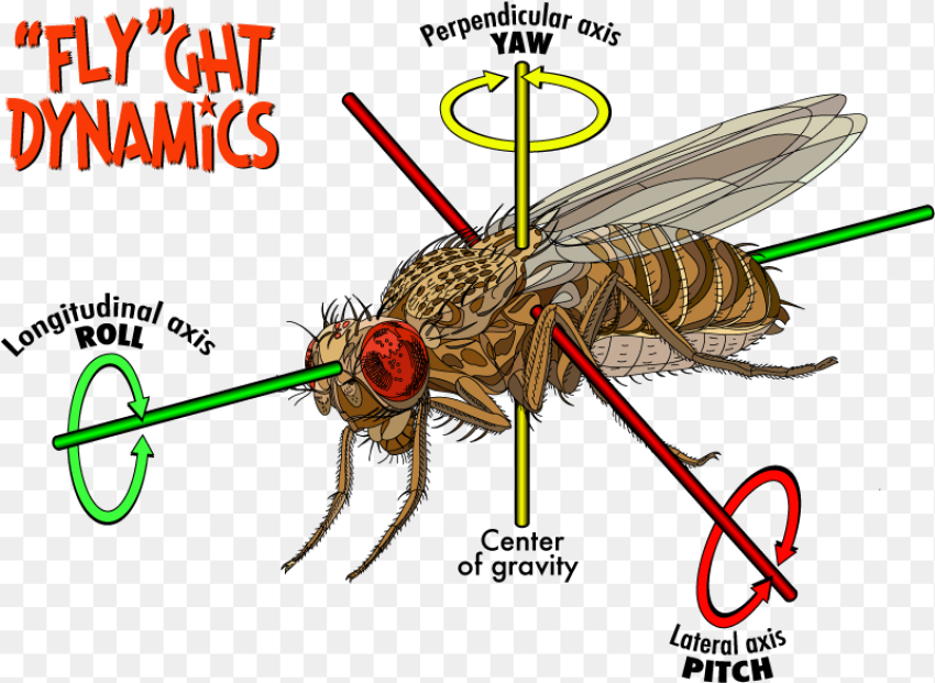 Clip Art Fruit Fly Flight the Structure Of