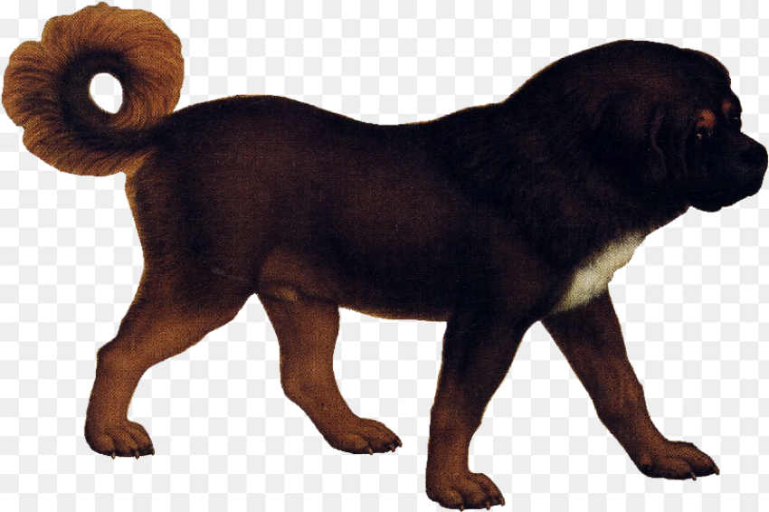 Tibetan Mastiff Animal Images Transparent Background Hd Png Tibetan Mastiff Animal Images Transparent Background Hd Png