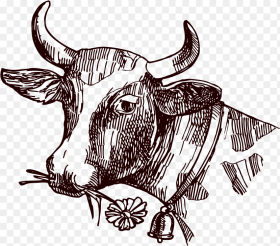 Image Freeuse Stock Texas Longhorn Milk Sketch Cow