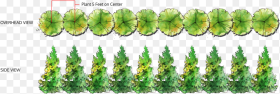 Row of Trees Top View Hd Png Download
