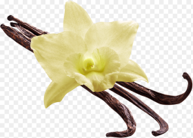 Vanilla Flower Vanilla Flower Png