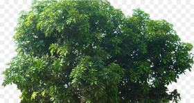 Pohon Mangga Mide Studio Transparent Mango Tree