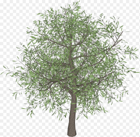 Olive Tree Png Darcstudio D Tree Maker Olive