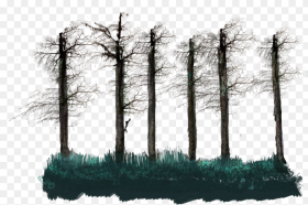 No Leaves Tall Tree Stalk Grove Hd Png