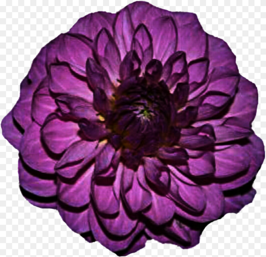 Go to Image Purple Flower Hd Png