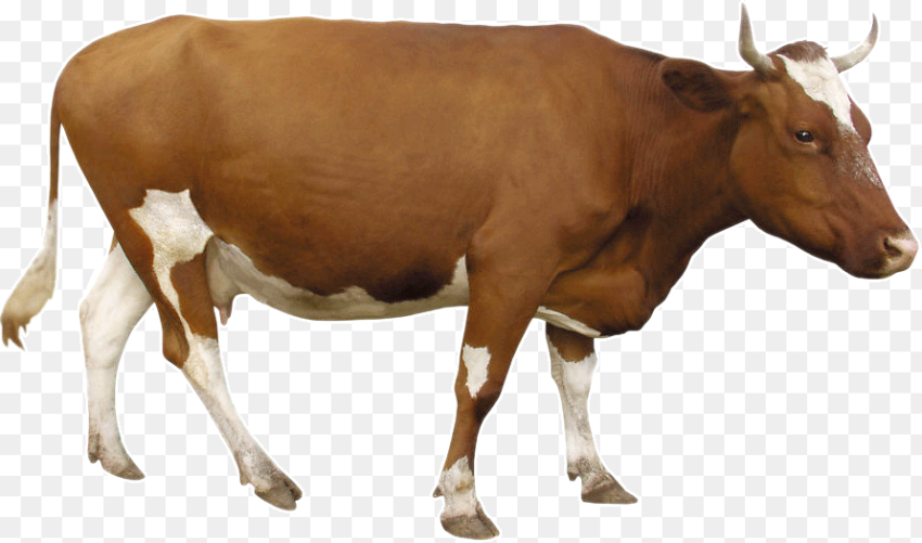 Beef Cattle Dairy Brown Brown Cow Transparent Background