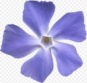 Blue Violet Flower Png Transparent