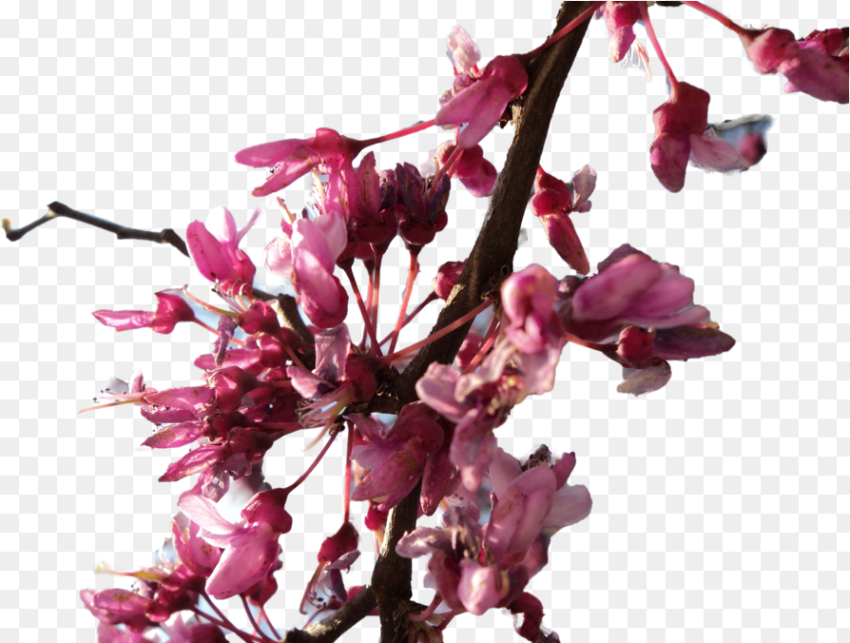 Cherry Blossom Png Flower Branches Transparency Png