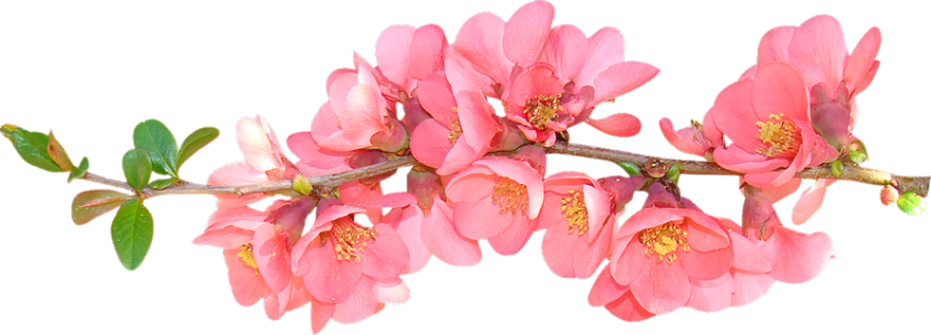 Spring Flower PNG Photos with transparent background
