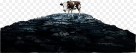 Heavens Cow Rocks Only Dairy Cow Hd Png