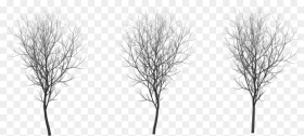 Thumb Image Birch Winter Png Transparent Png