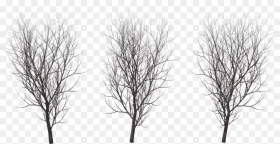 A Tree in Winter Tree in Winter Png
