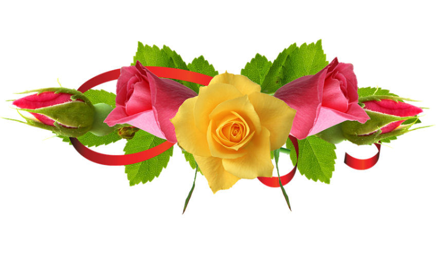 Yellow Rose Flower png Hd Rose Png