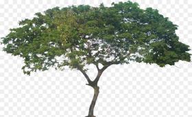 Africa Tree Png Samanea Saman Tree Png Transparent
