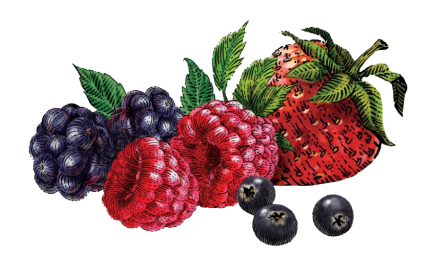 berries png clipart hd