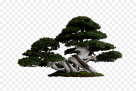 Fantasy Tree Png Transparent Background Bonsai Png