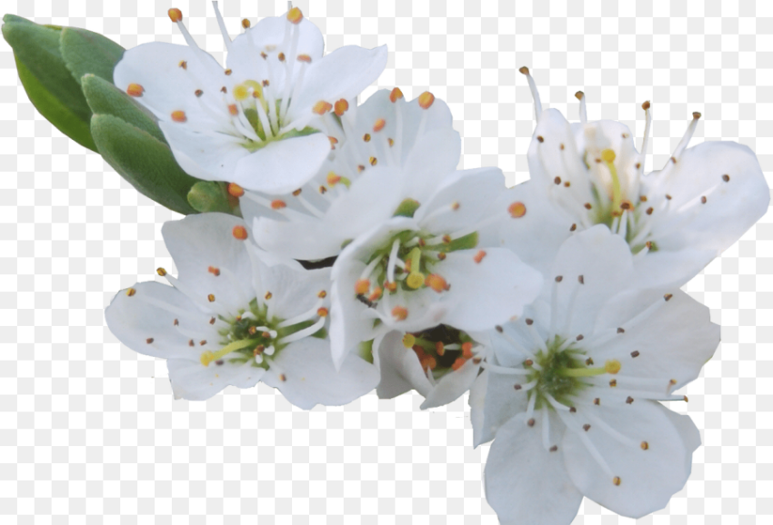 White Flowers Png Gallery Flower Decoration Ideas