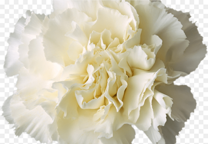 Transparent White Flower Crown More Information White Flower