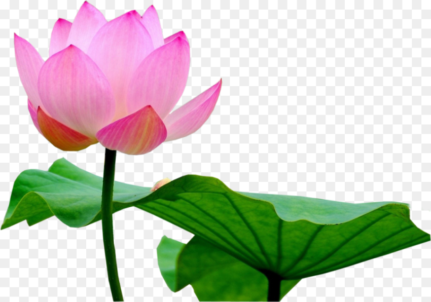 Lotus Flower Png Lotus Flower Image Png