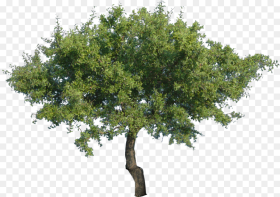 Tree Png Transparent Png 