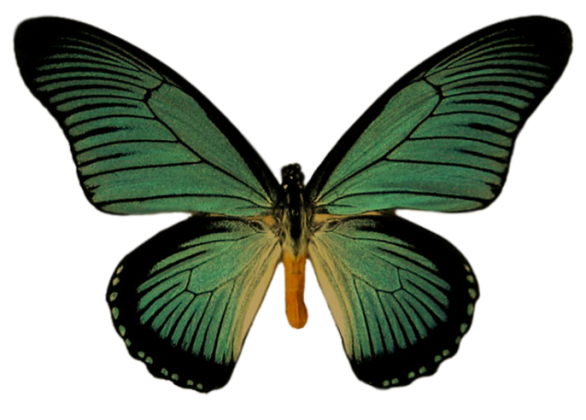 png butterfly clipart
