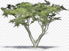 Transparent Cypress Tree Png Monterey Cypress D Model