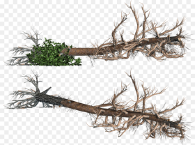 Falling From a Tree Png Fallen Tree No