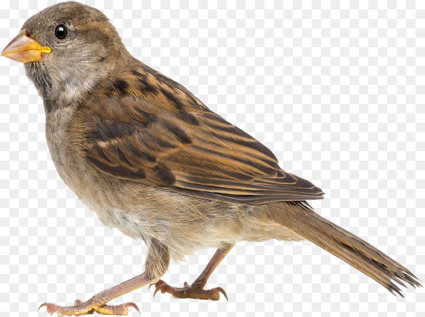 Flying Sparrow Transparent Background Hd Png Download Flying Sparrow Transparent Background Hd Png Download