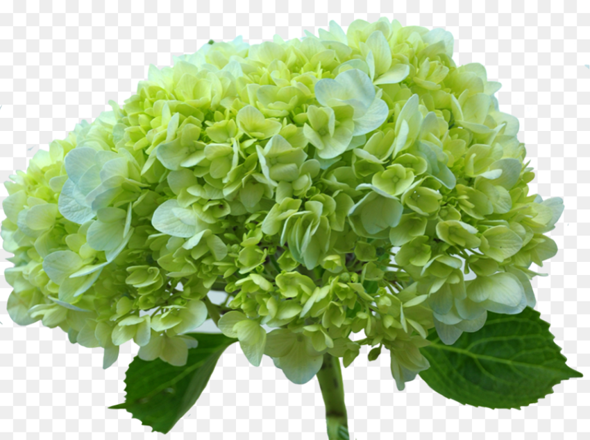 Hydrangea  Green Green Hydrangea Flower  Hd