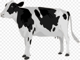 Real Cow White Background Hd Png Download