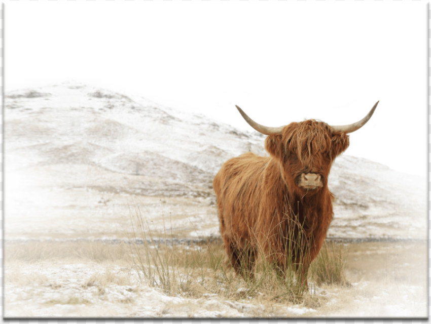 Yak Highland Baby Cow Canvas Hd Png Download