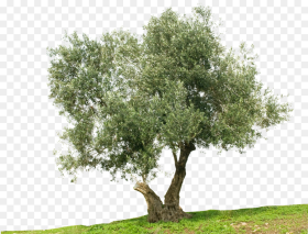 Greek Cuisine Olive Tree Stock Photography Mediterranean Olive