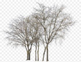 Transparent Deciduous Tree Png Group of Trees In