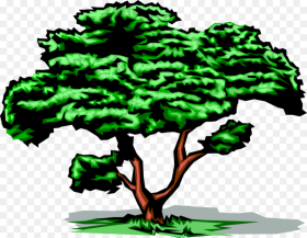 Vector Illustration of Mature Deciduous Tree With Green