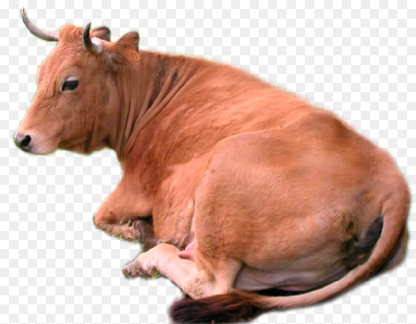 Cow Png Stock by Lubman Cow Png Stock