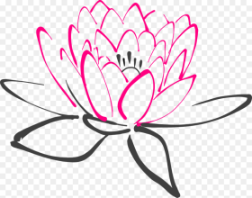 Water Lily Flower Pink Lotus Lily Blossom Bloom