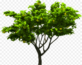 Photoshop Tree Hd Hd Png Download