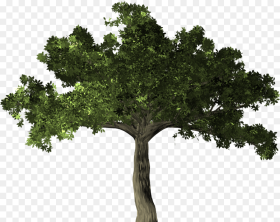 Fig Tree Png Transparent Png