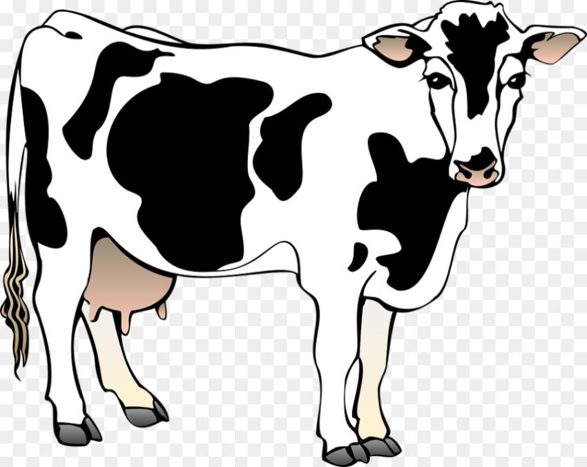 Cow png Barn Farm Standing Animal Mammal Spots Cow