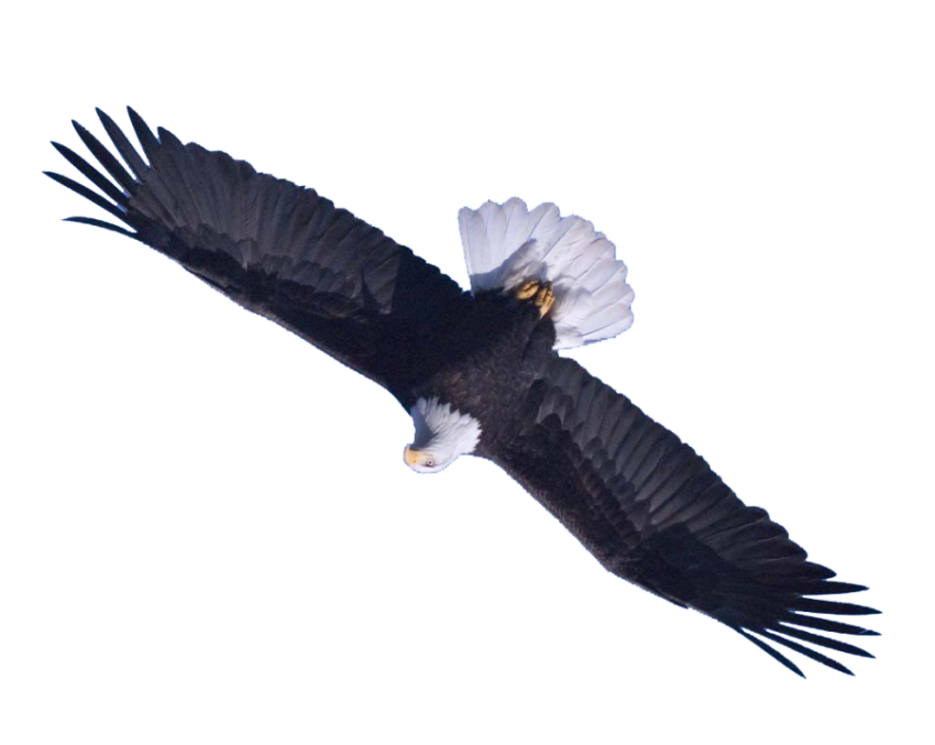 eagle png flying