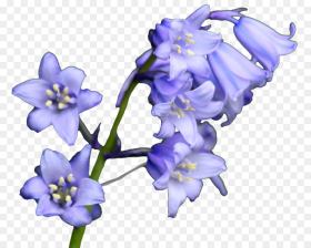 Bluebell Flowers Hd Png