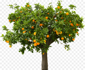 Fruit Tree Png orange Transparent Png