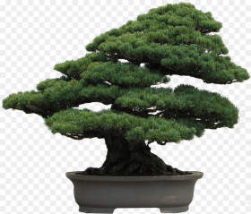 Picture Library Download Bonsai Tree Clipart Japanese White