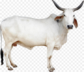 Cow Png Image Indian Cow Images Png Transparent