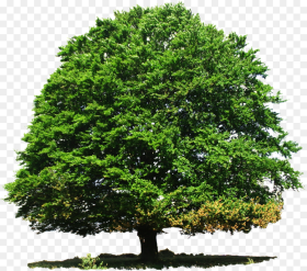 Tree Png Transparent Png Download