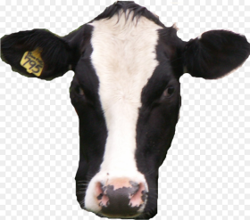 Cow Transparent Real Cow Head Transparent Background Hd