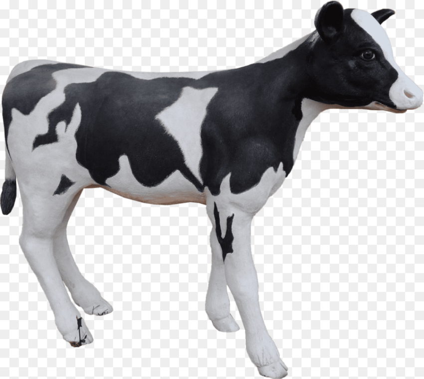 Cow Holstein Calf Dairy Cow Hd Png Download