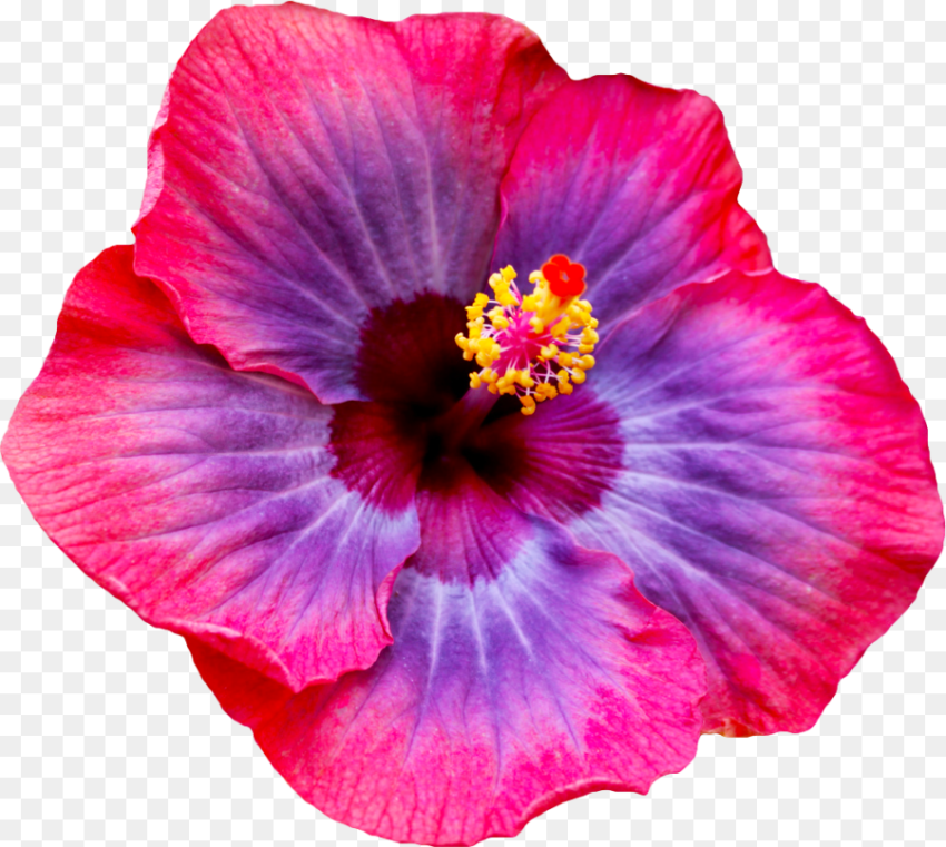 Hibiscus Flower Tumblr Most Beautiful Hibiscus Flowers Hd