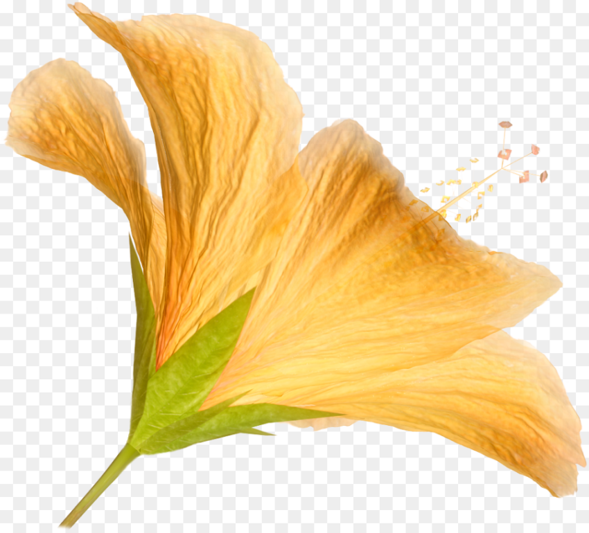 Hd Png Flower  Natural Flowers Png